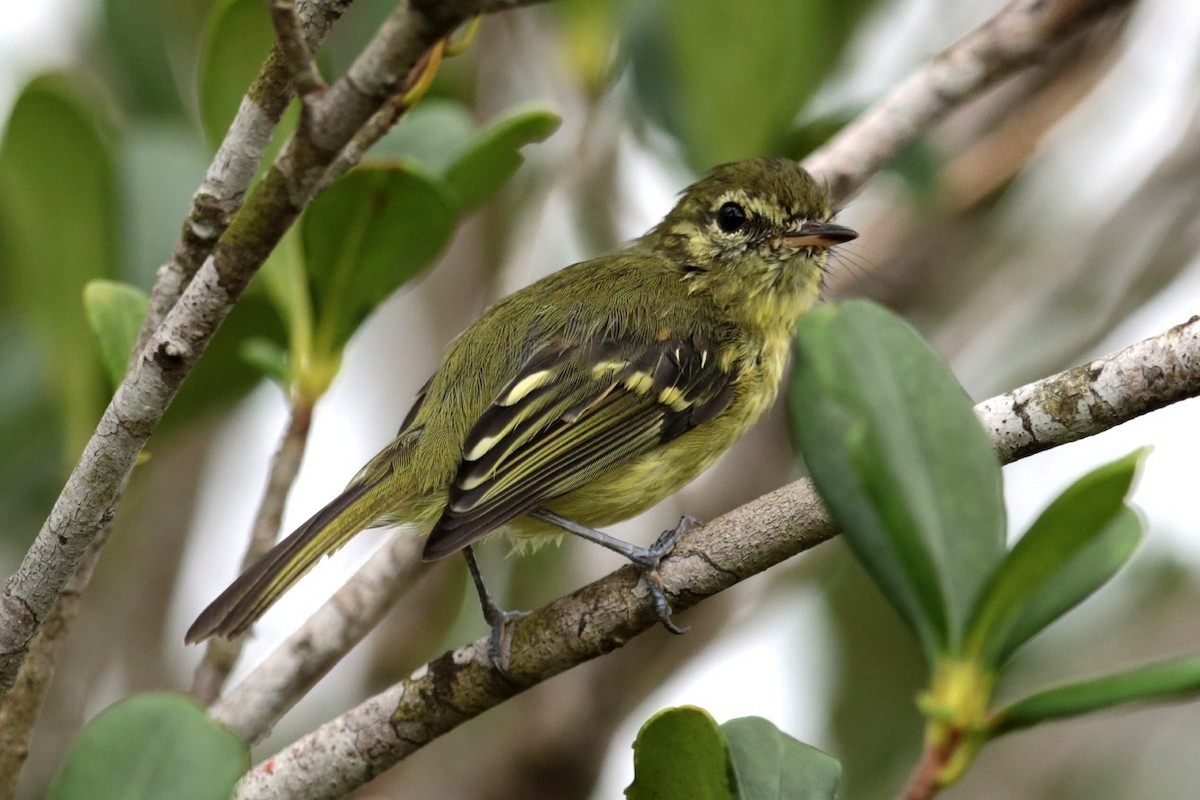 Restinga Tyrannulet - ML96541681