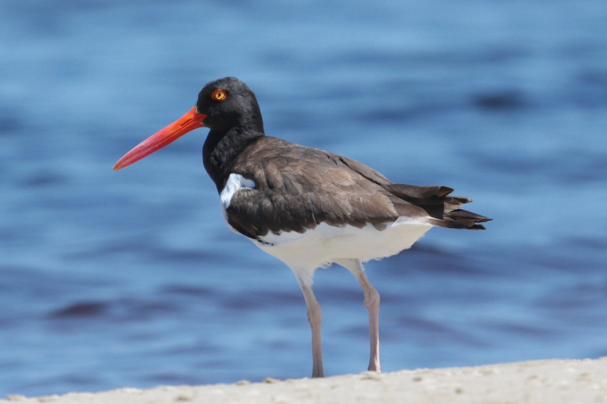 American Oystercatcher - ML96541891