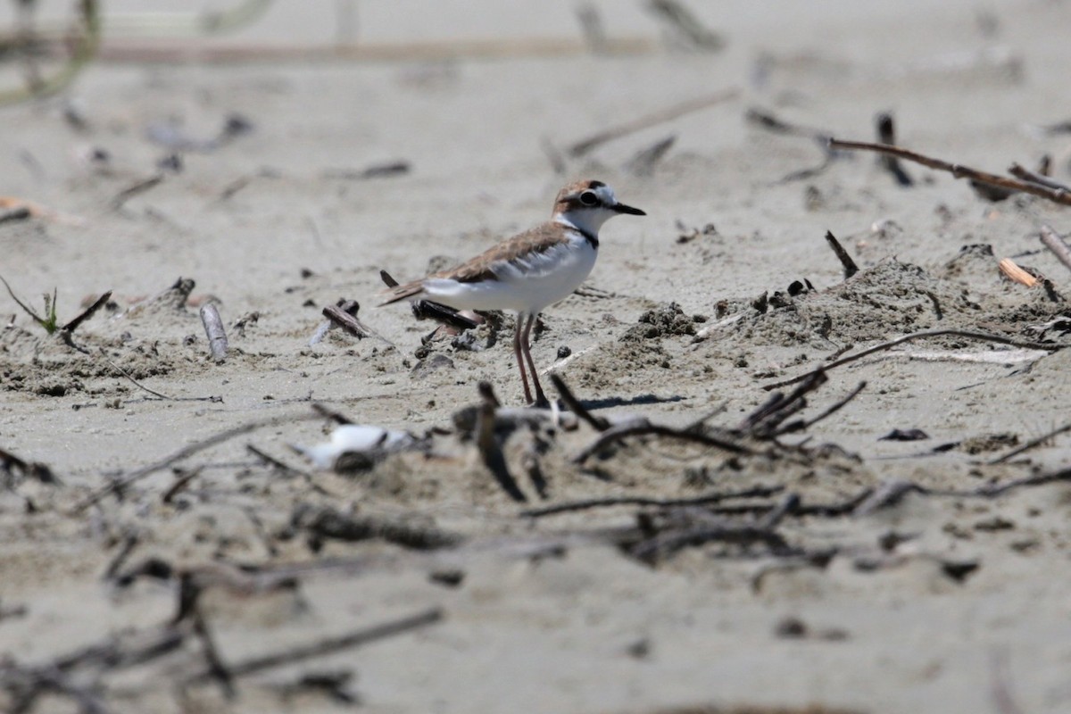 Collared Plover - ML96541901