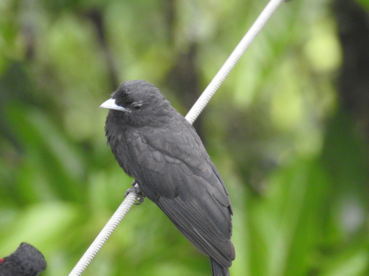 Purple-throated Fruitcrow - Heidi Ware Carlisle