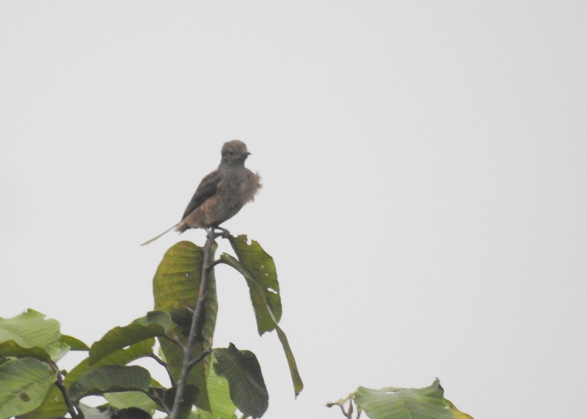 Plum-throated Cotinga - Heidi Ware Carlisle