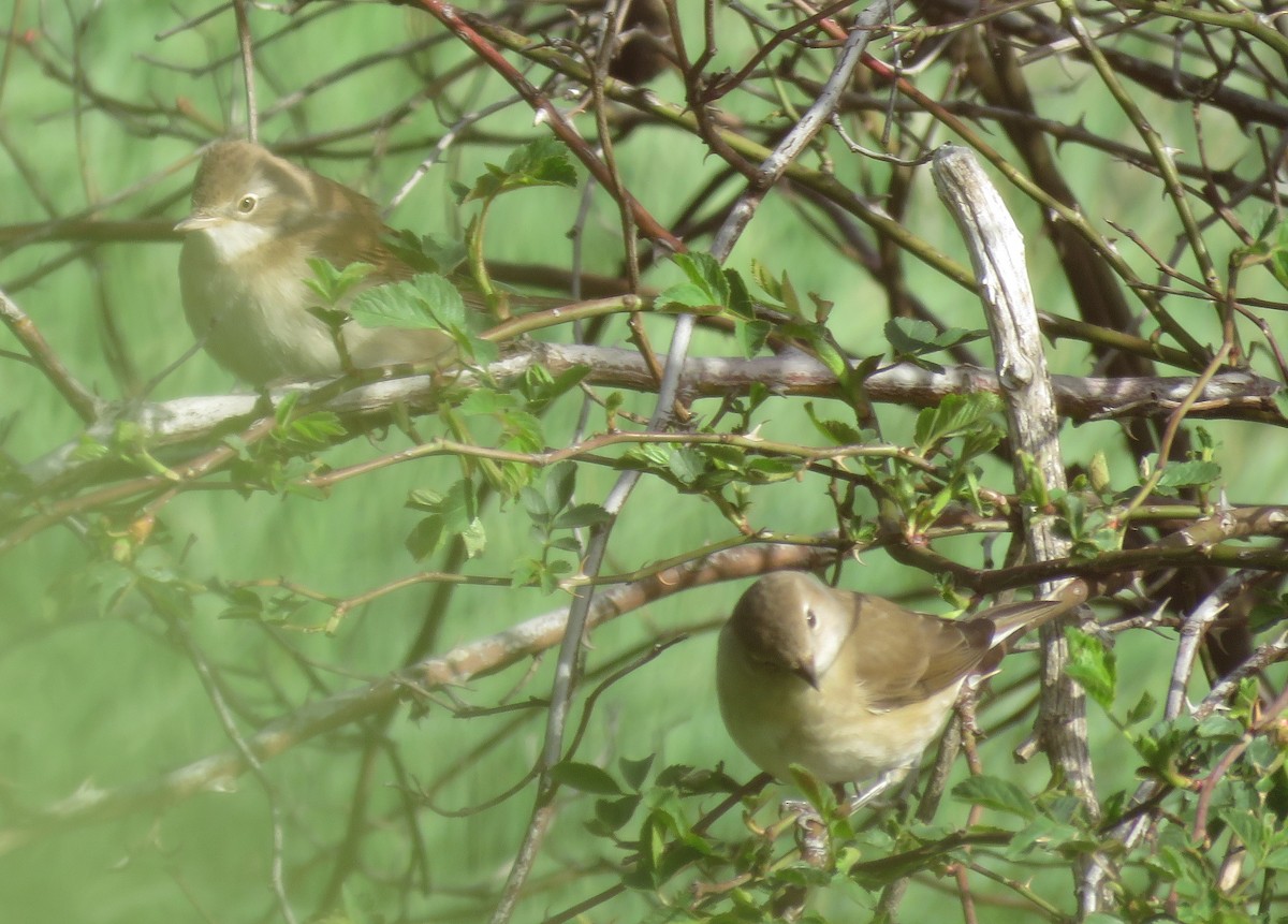 Greater Whitethroat - Miguel Rodríguez Esteban