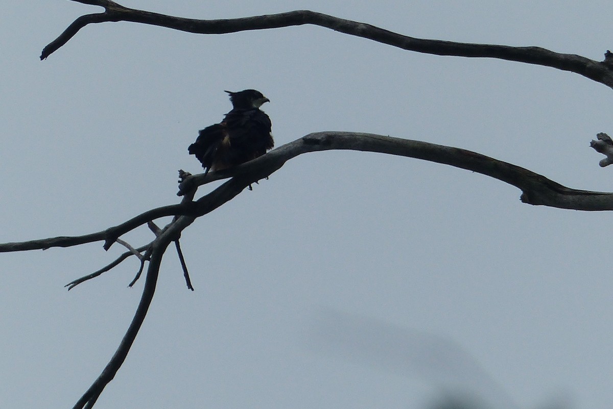 Rufous-bellied Eagle - ML96545701