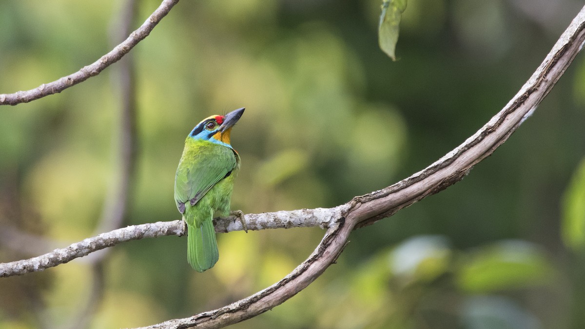 Black-browed Barbet - Ashraf Anuar Zaini