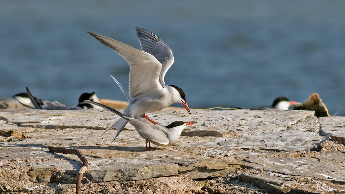 Common Tern - Sezai Goksu