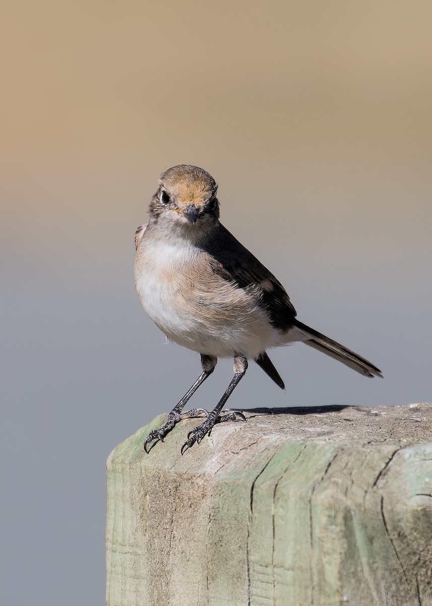 Red-capped Robin - ML96547631