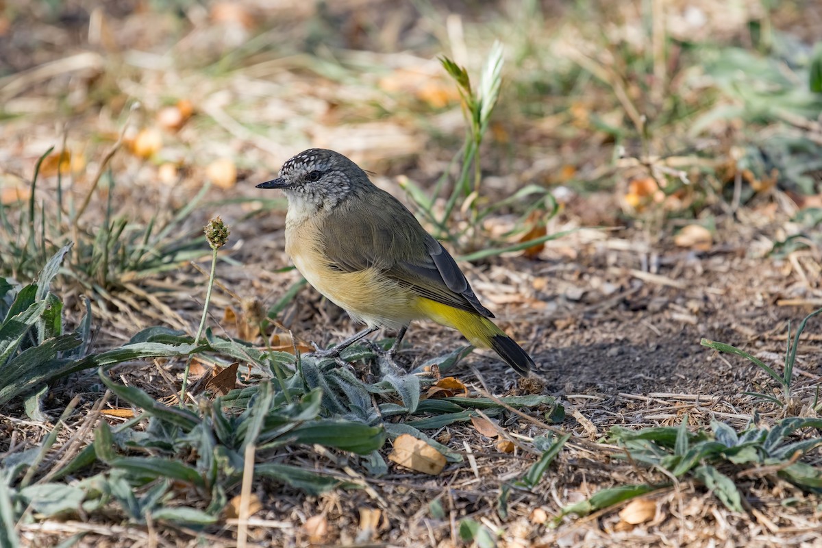 Yellow-rumped Thornbill - Julie Clark