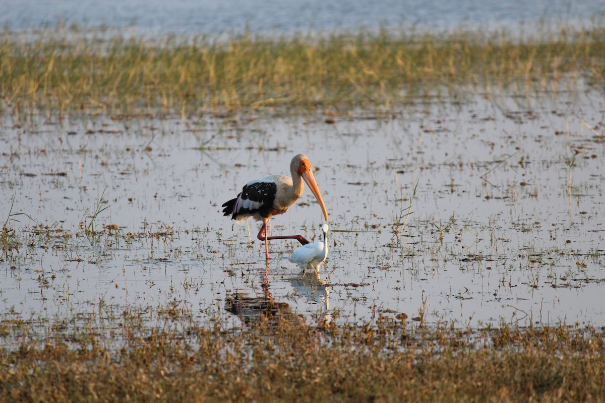 Painted Stork - ML96547791