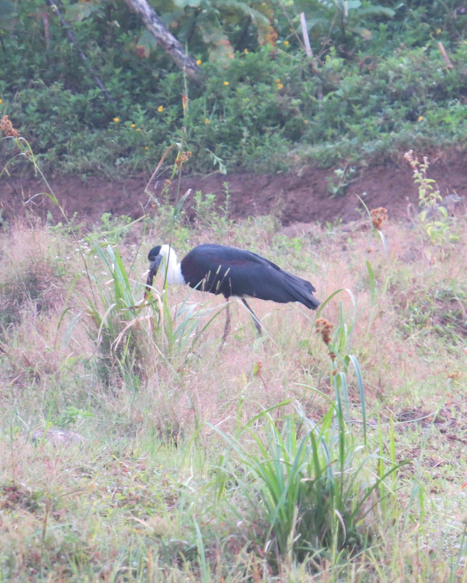 Asian Woolly-necked Stork - ML96548471