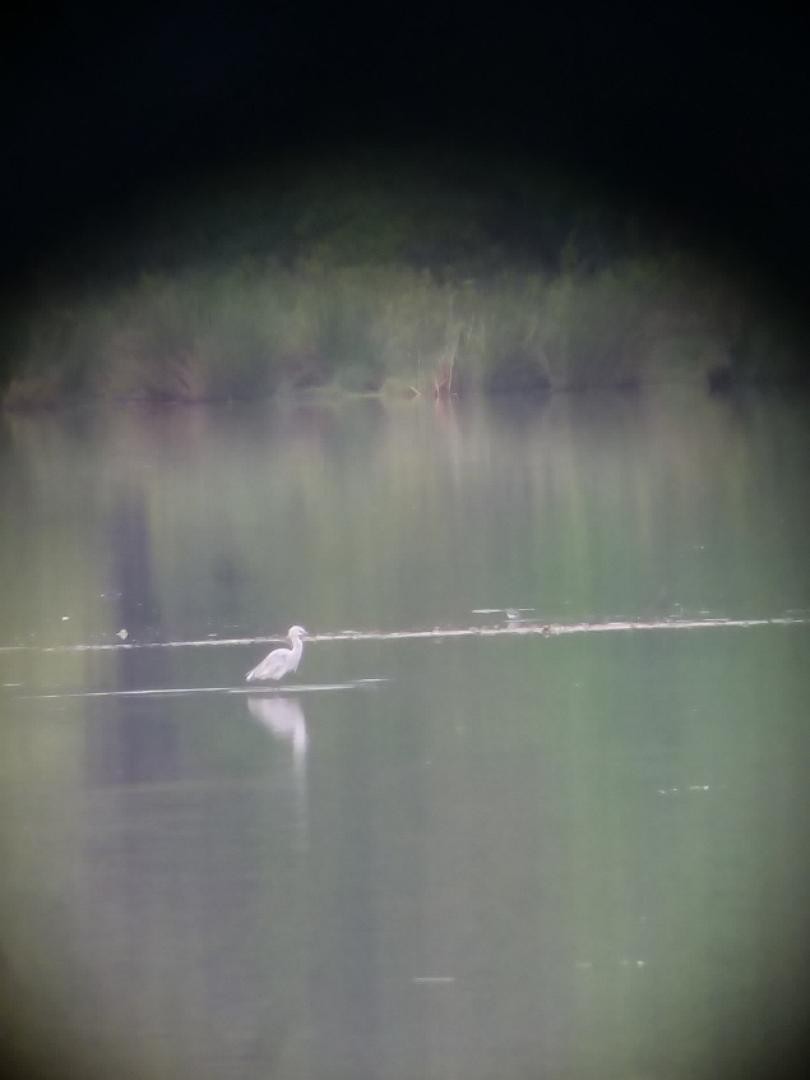 Little Blue Heron - ML96548531