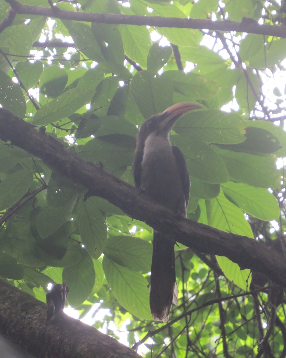 Sri Lanka Gray Hornbill - ML96548631