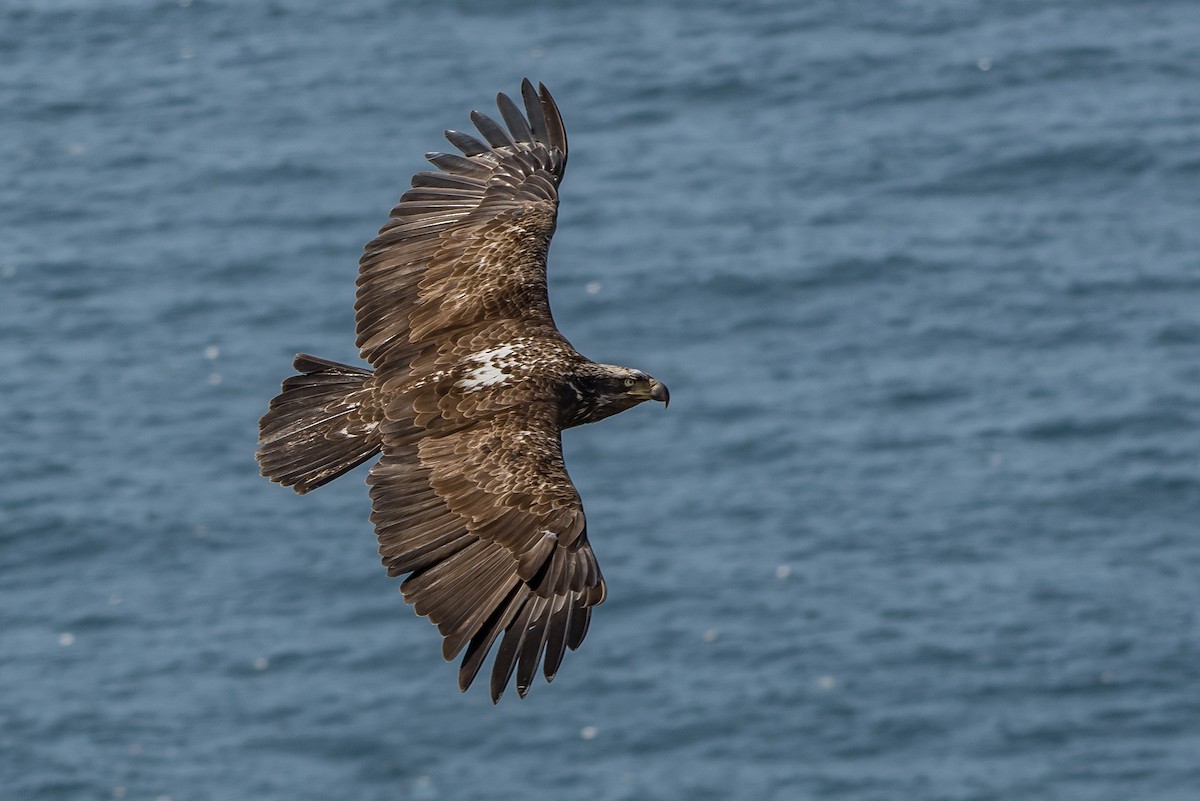 Weißkopf-Seeadler - ML96548681