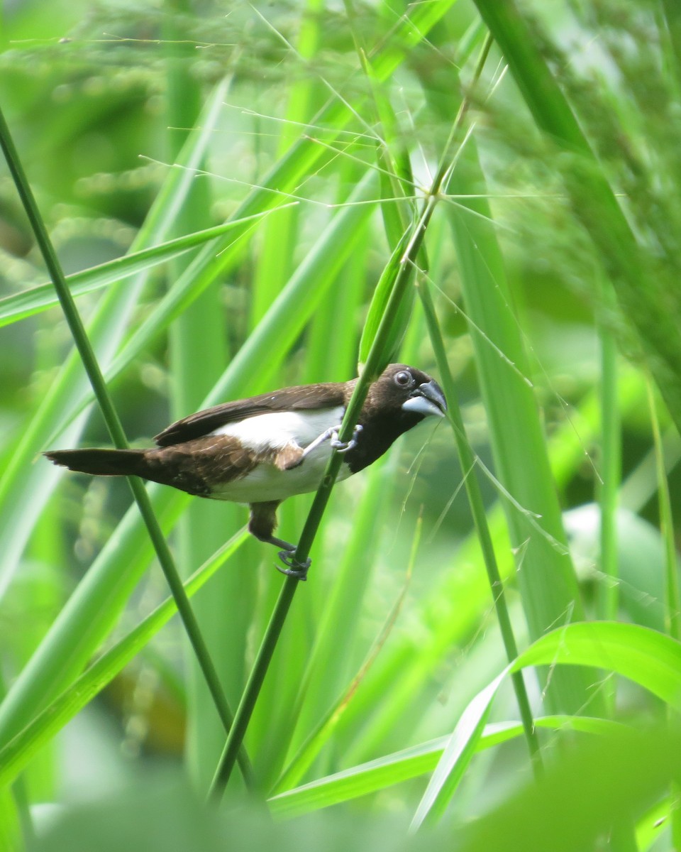 White-rumped Munia - ML96548701