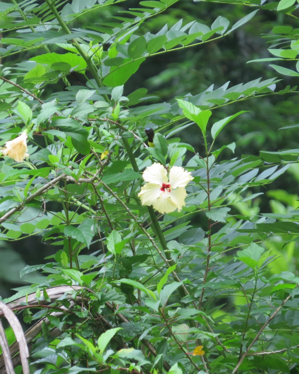 Purple-rumped Sunbird - ML96548711