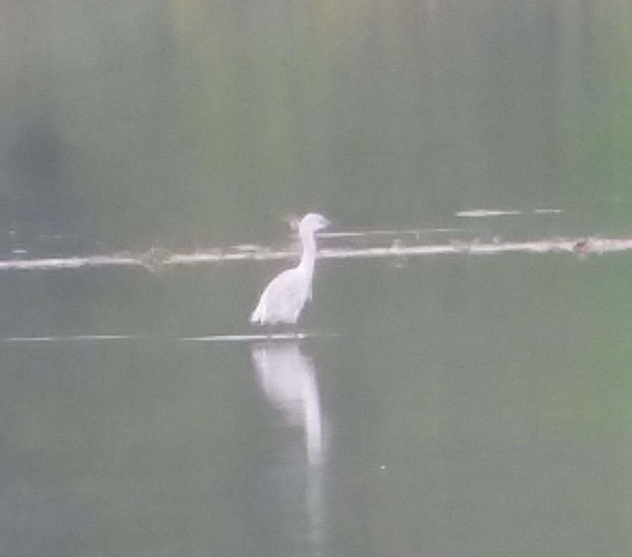 Little Blue Heron - ML96548771