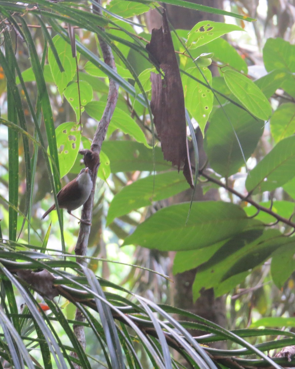 Dark-fronted Babbler - ML96548811