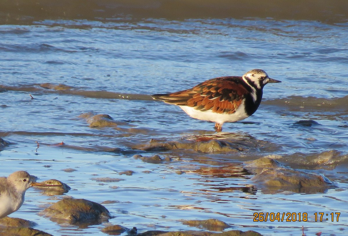 Ruddy Turnstone - Norton Gill