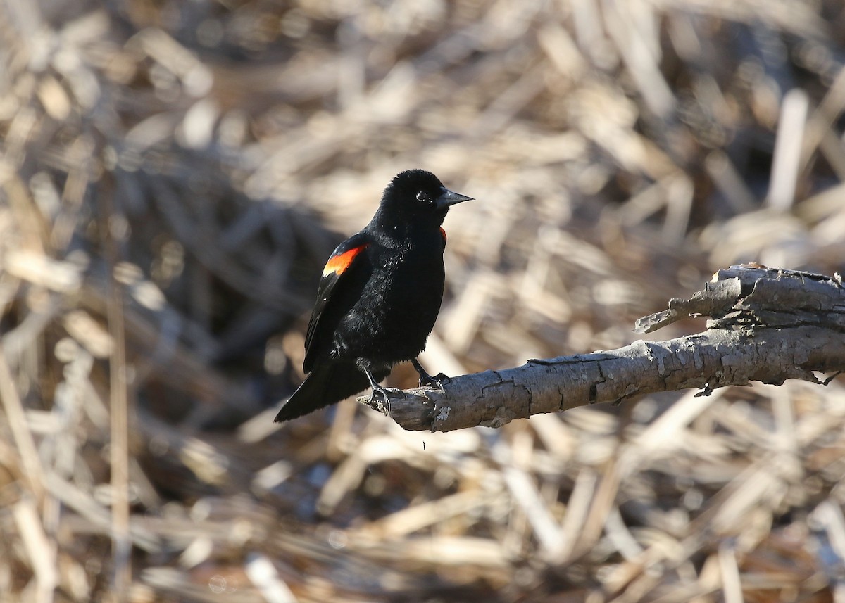 Red-winged Blackbird - ML96549461