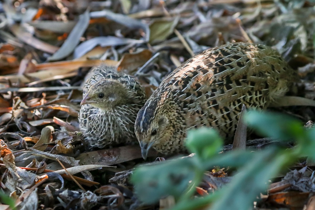 Brown Quail - ML96549951