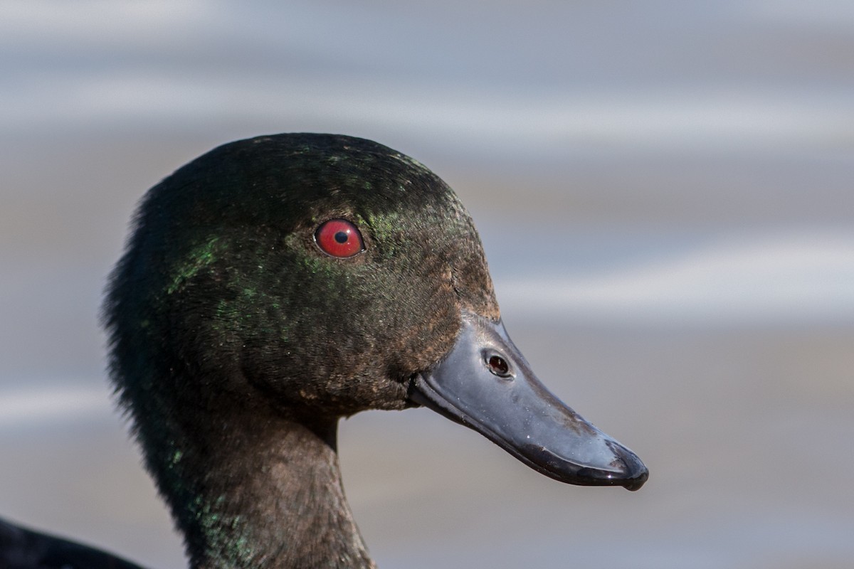 Chestnut Teal - John  Van Doorn