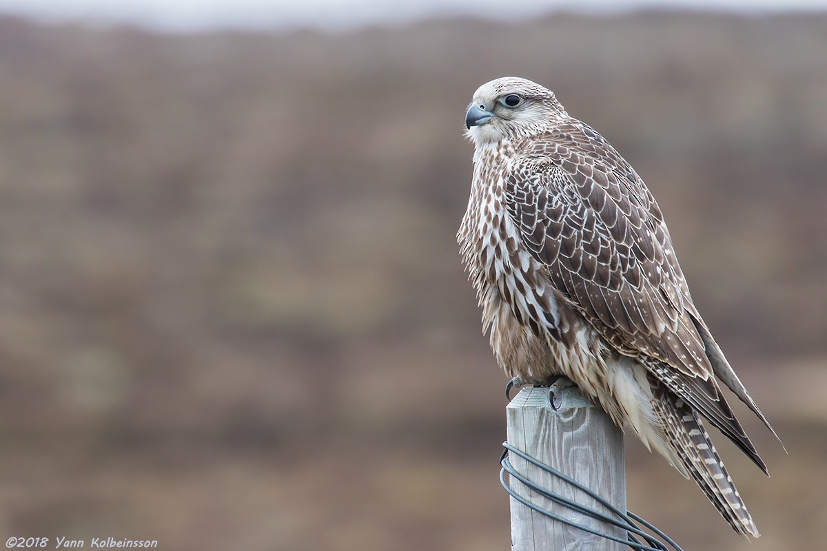 Gyrfalcon - ML96551951