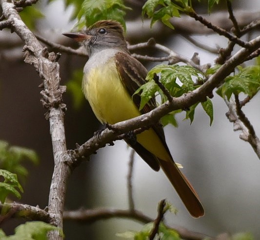 Great Crested Flycatcher - ML96554191