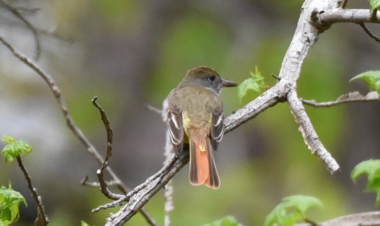Great Crested Flycatcher - ML96554201