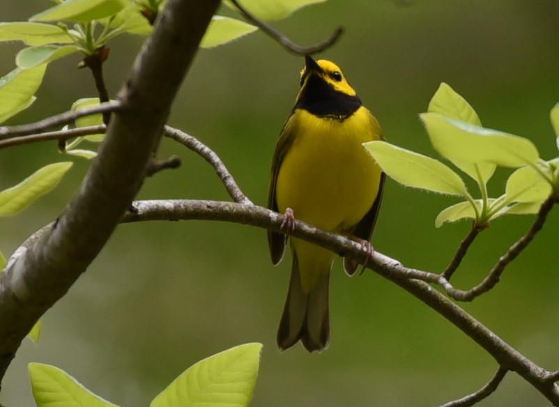 Hooded Warbler - ML96554341