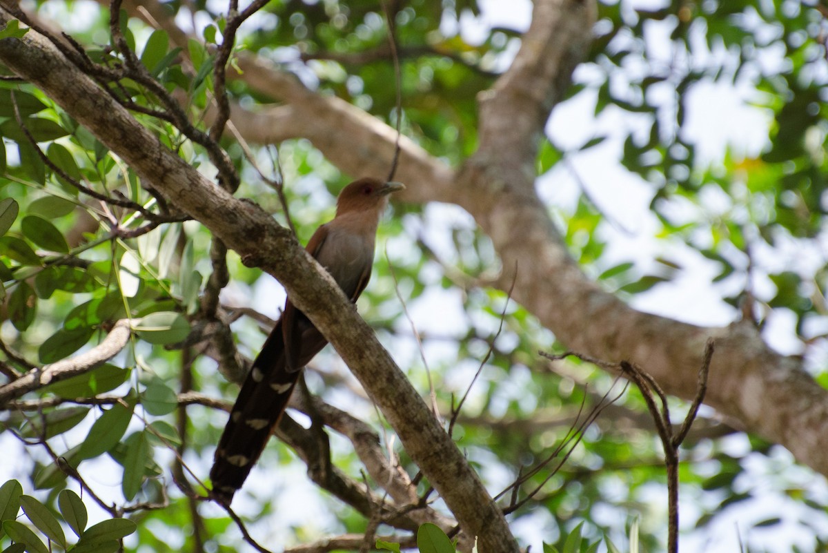 Squirrel Cuckoo - Marcos Eugênio Birding Guide