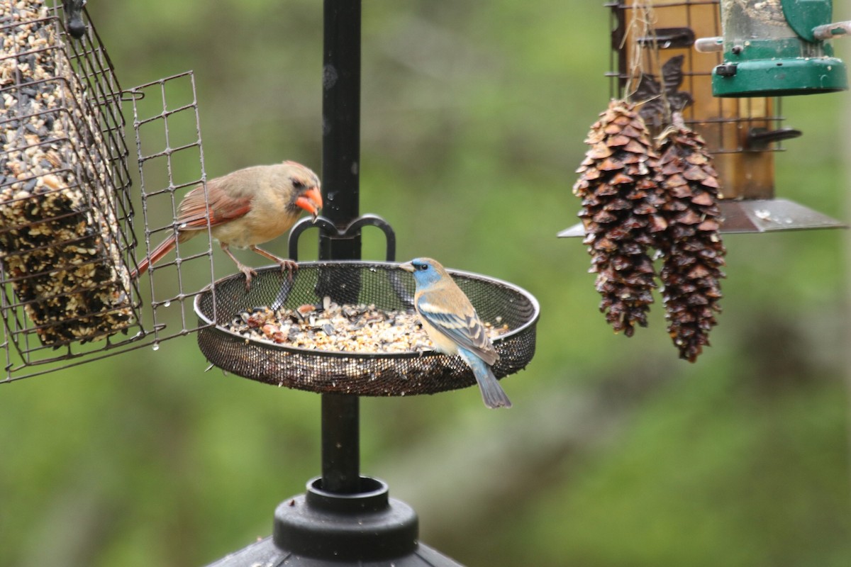 Lazuli Bunting - ML96556641