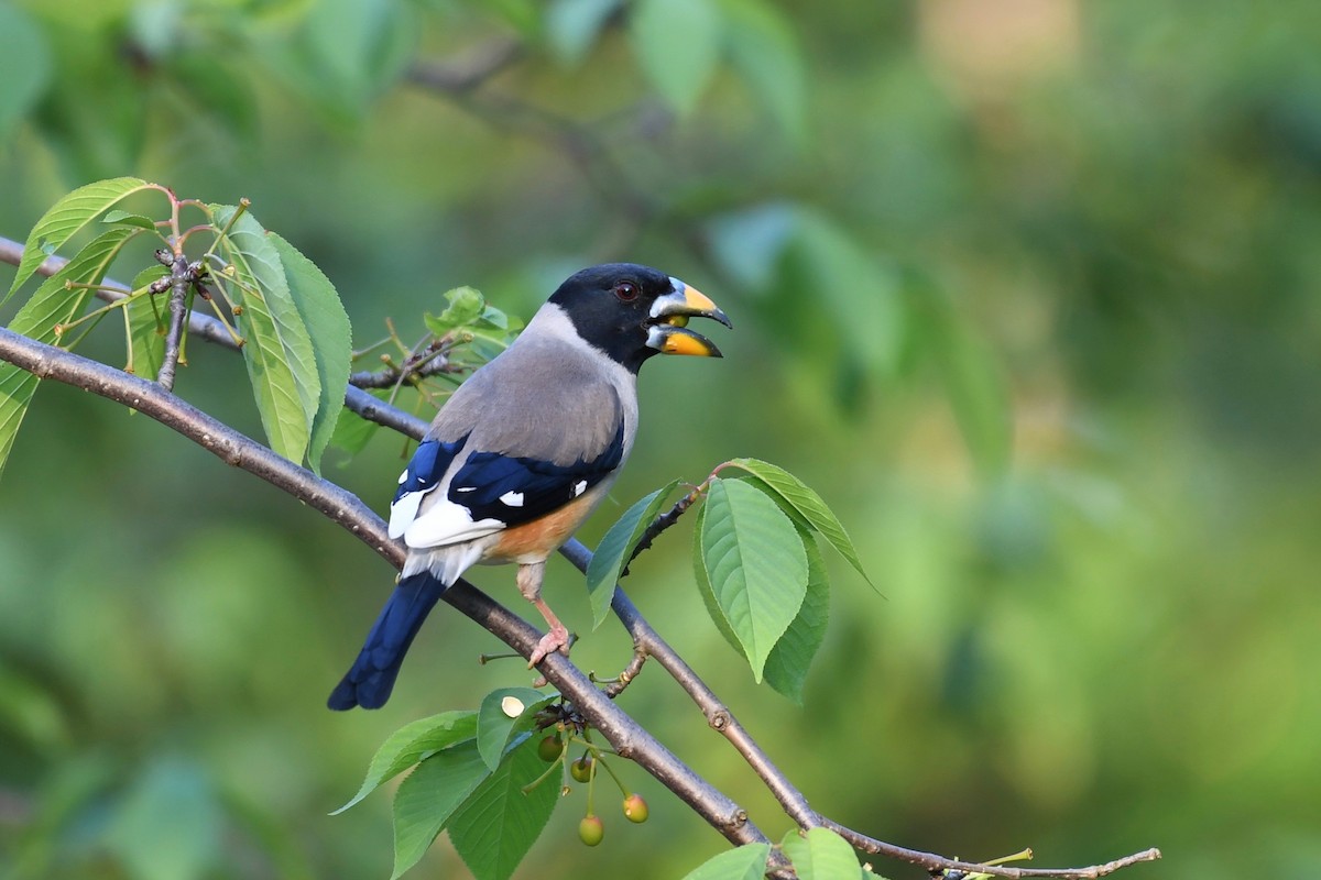 Yellow-billed Grosbeak - Yasuhiko Komatsu