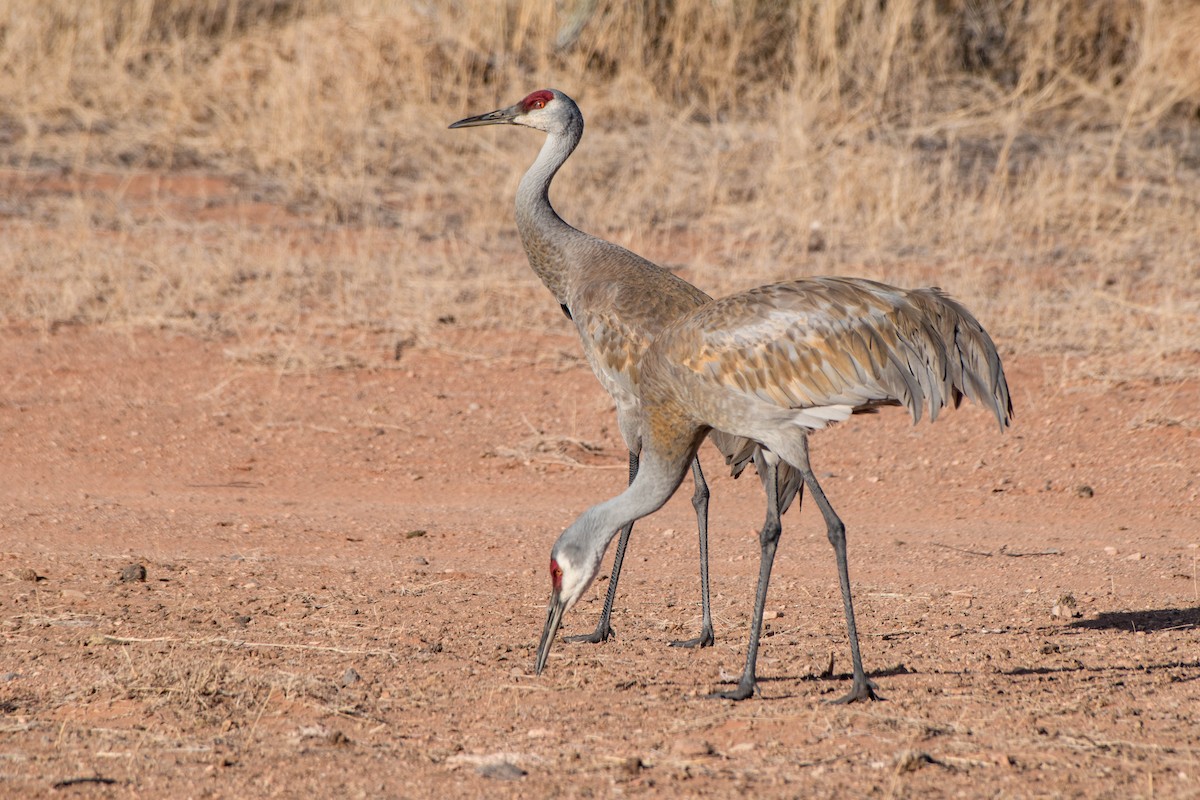 Grulla Canadiense - ML96558721