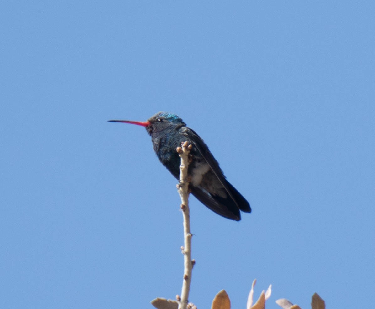 Geniş Gagalı Kolibri - ML96559371