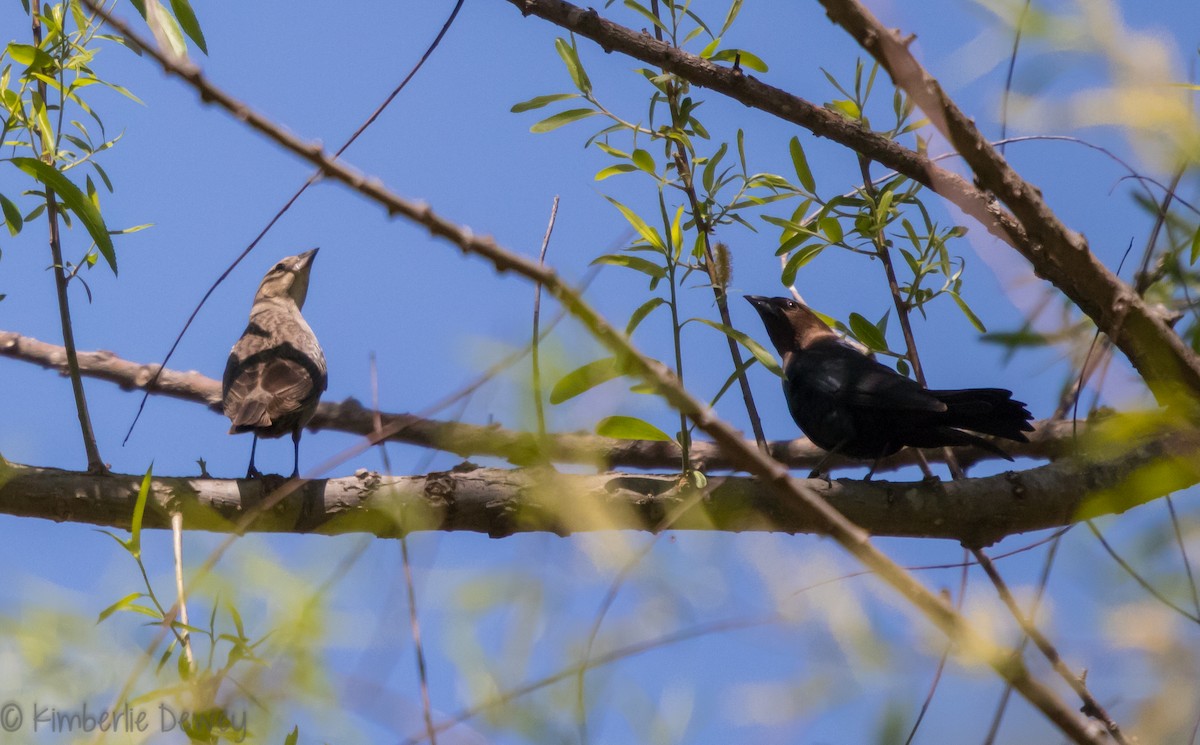 Brown-headed Cowbird - ML96559451