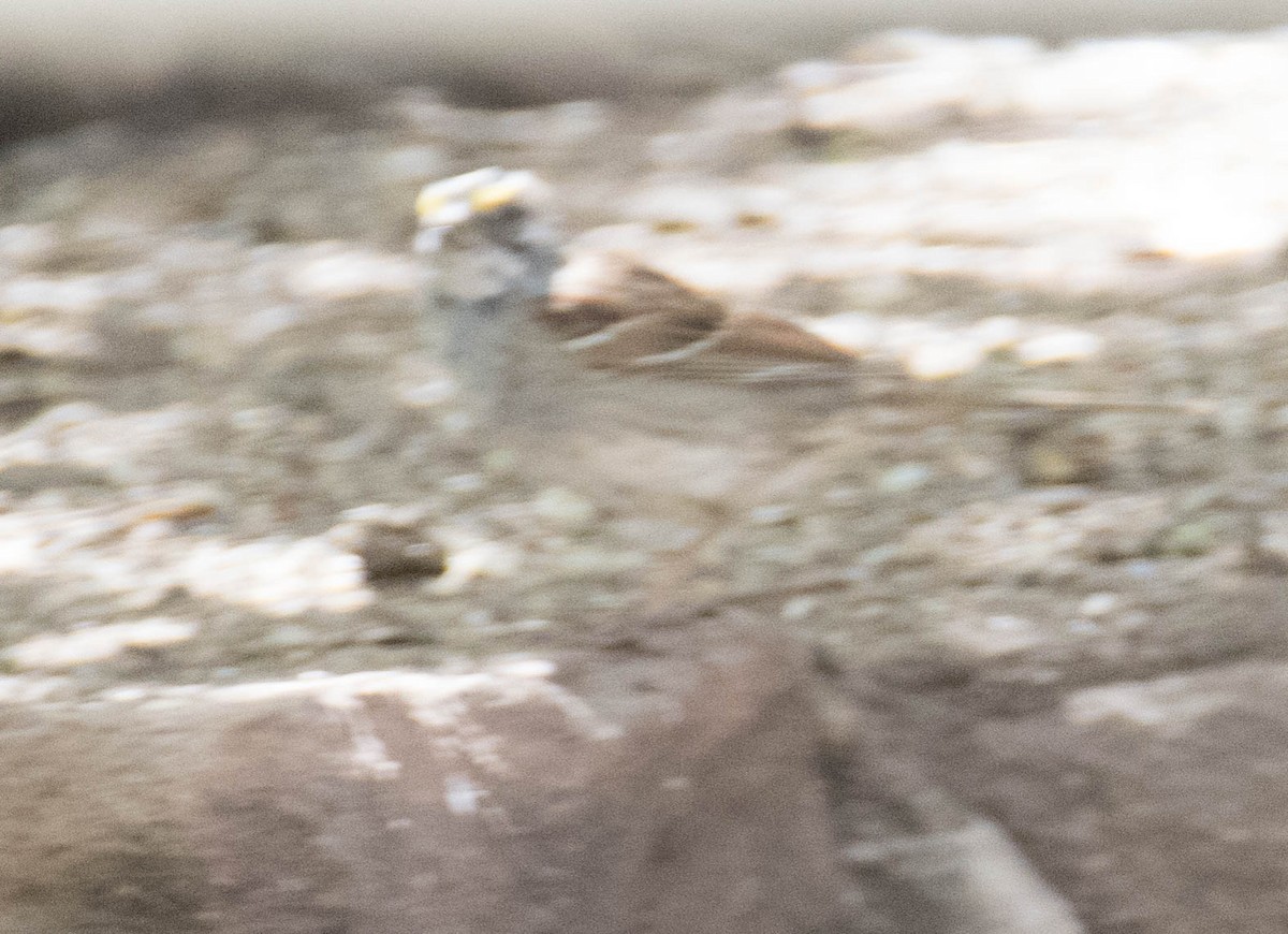 White-throated Sparrow - ML96560201