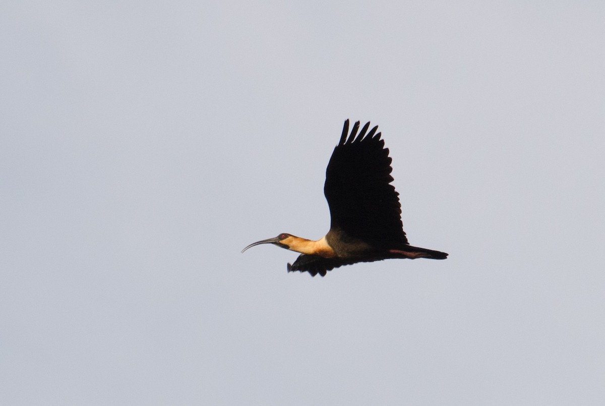 Buff-necked Ibis - Marcos Eugênio Birding Guide