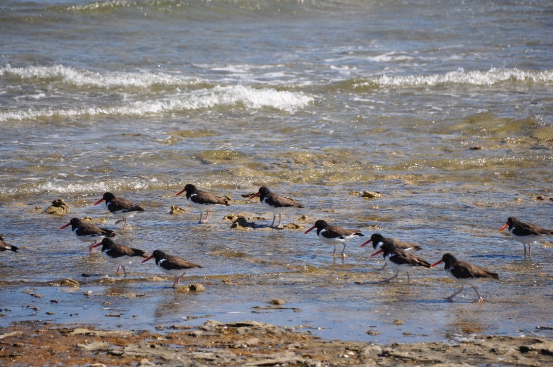 American Oystercatcher - Maria Alejandra Varisco