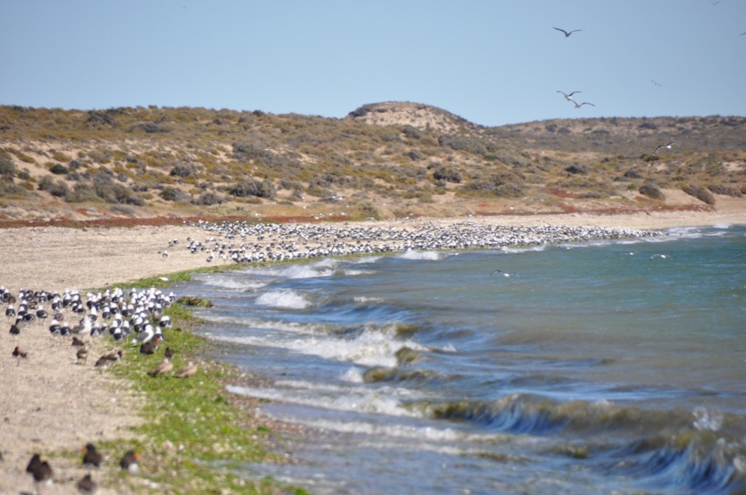 Gaviota Cocinera - ML96562671