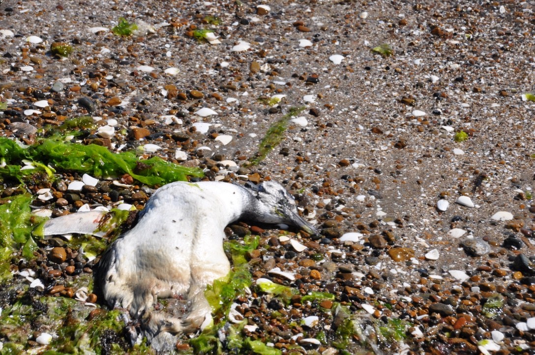 Magellanic Penguin - ML96562871