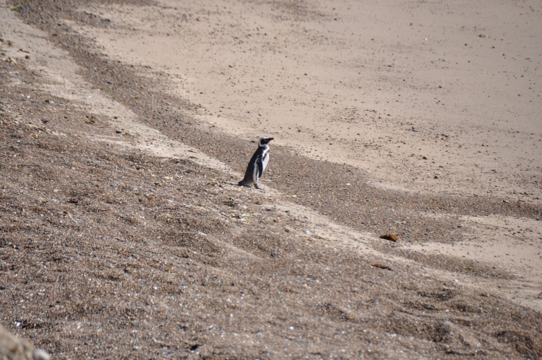 Pingüino Magallánico - ML96562931