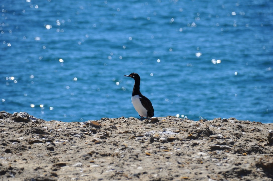 Magellanic Cormorant - ML96563641