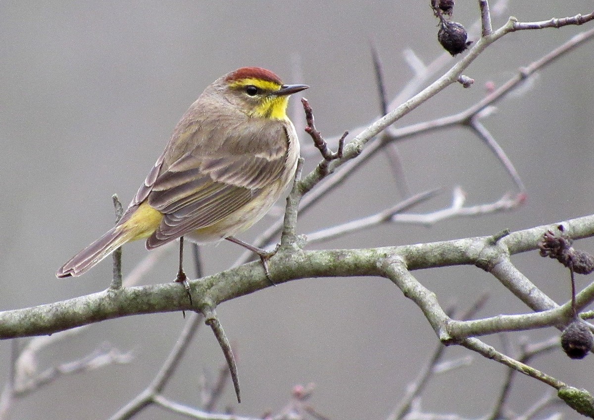 Palm Warbler (Western) - Mark Chao
