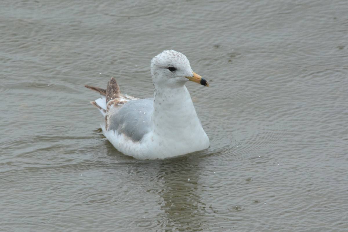 Ring-billed Gull - ML96564641