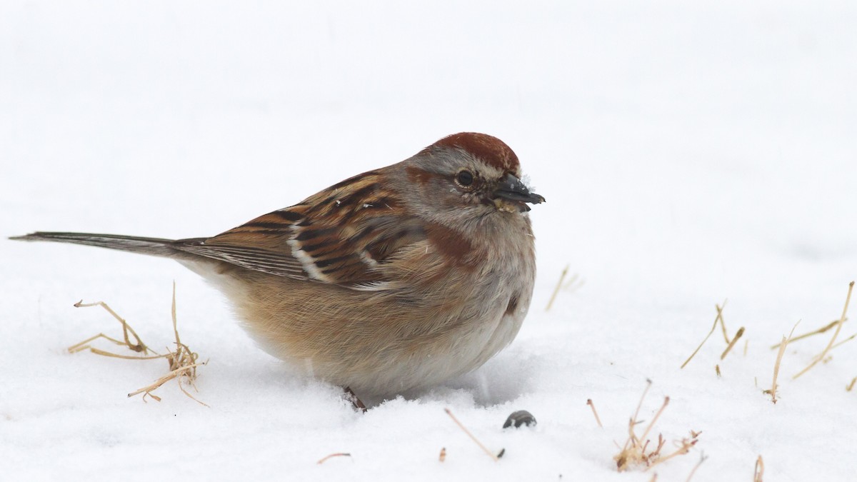 American Tree Sparrow - ML96565501