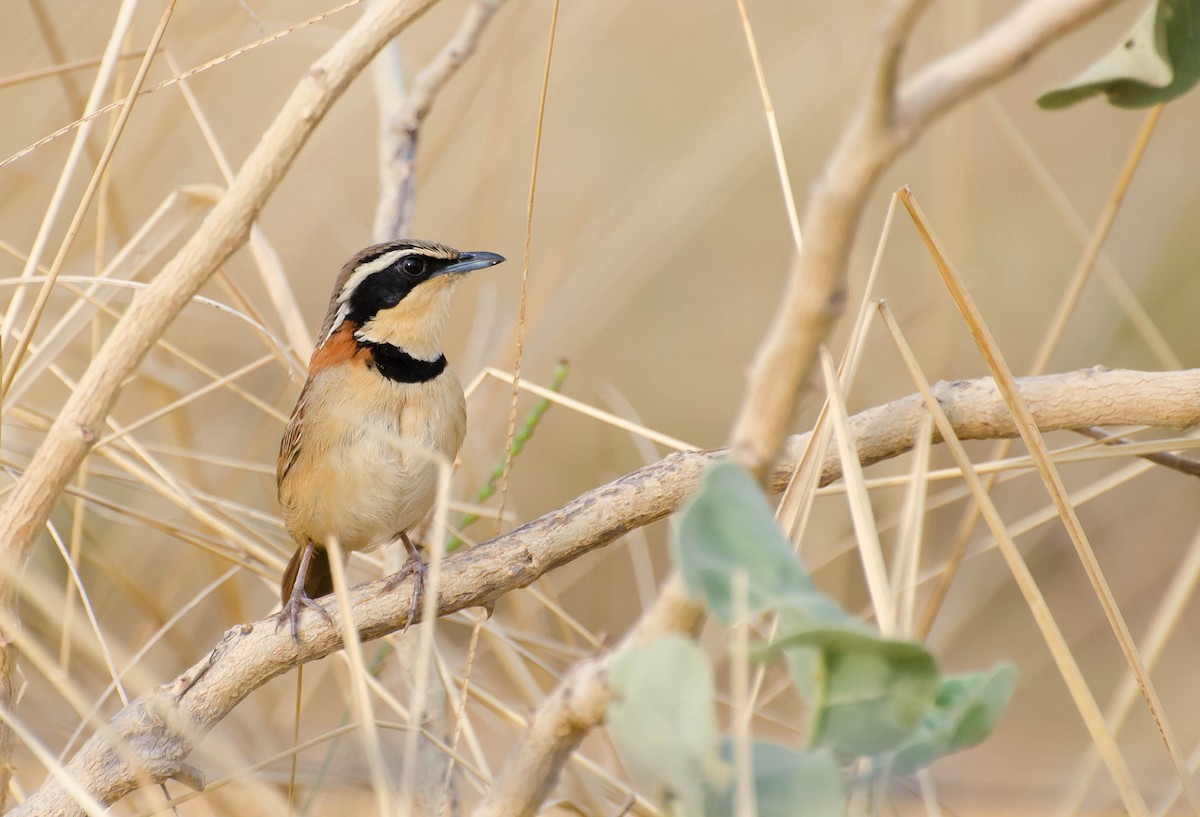 Collared Crescentchest - Marcos Eugênio (Birding Guide)