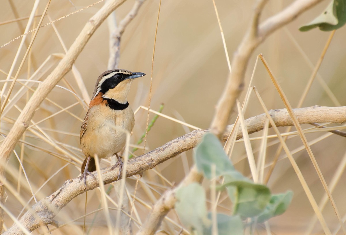 Collared Crescentchest - Marcos Eugênio Birding Guide