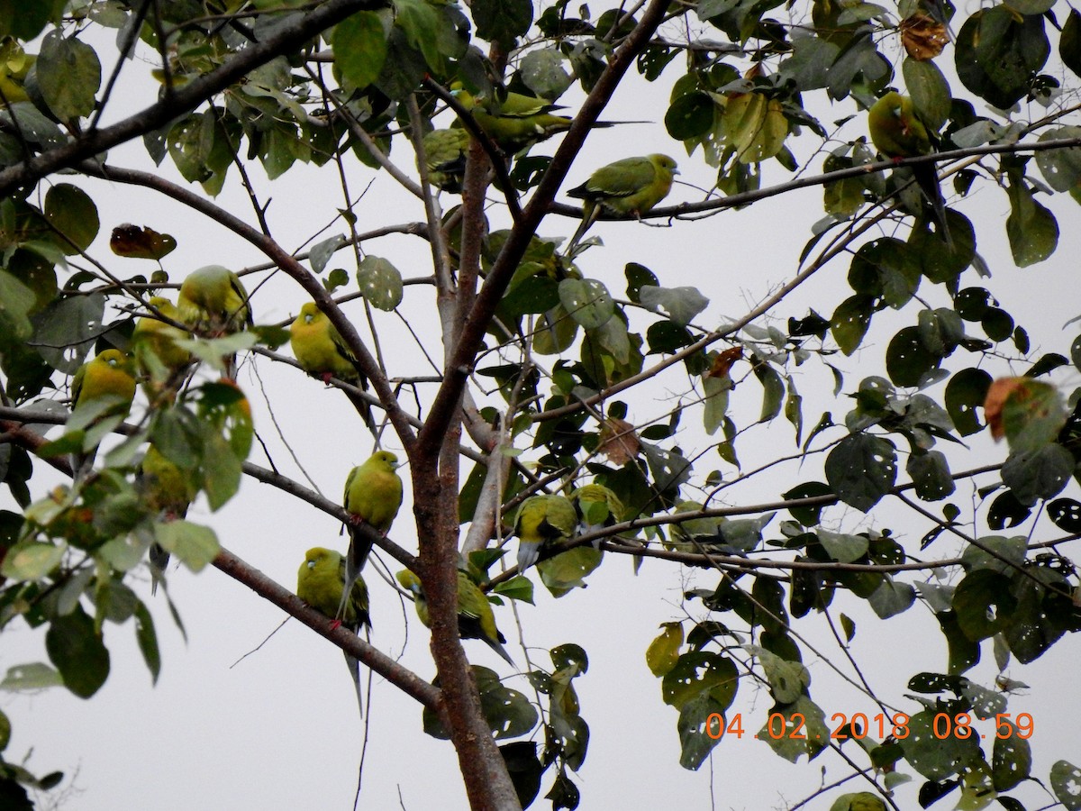 Pin-tailed Green-Pigeon - ML96565991