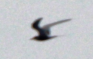 Arctic Tern - ML96568631