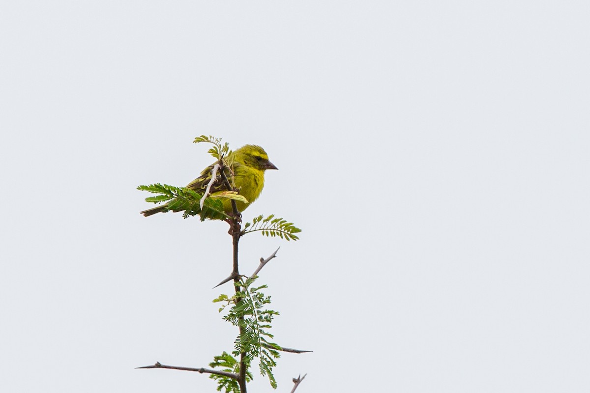 Serin à diadème - ML96569311