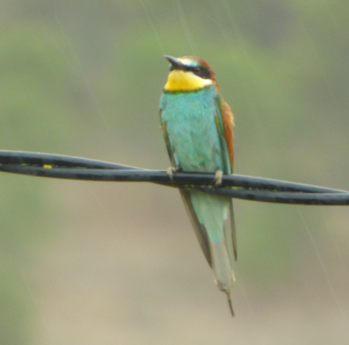 European Bee-eater - Cesar Lopez Nozal